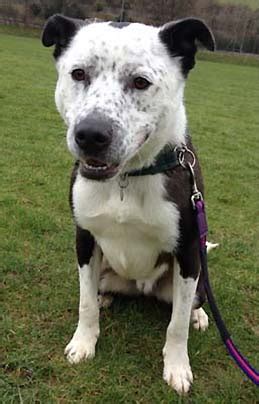 rspca east grinstead|Dogs .